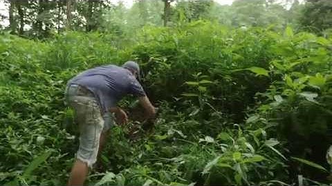 Life with Rusty in the Llama Poop Pile