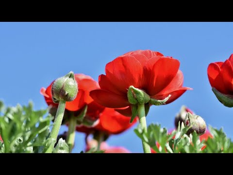 Blues music - God's Wing'd Horse - Nash Tremblay