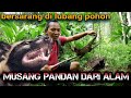 MENEMUKAN ANAK ANAK MUSANG PANDAN DI LUBANG POHON