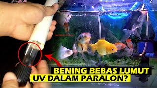 Membasmi Lumut Menjernihkan Air: Efek Lampu UV Di Pipa Paralon Aquarium Ikan Mas Koki #goldfish