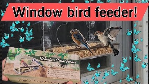 Review: Window Bird Feeder from Nature