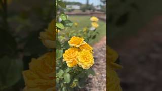 Sunday in the Rose Garden May 2025