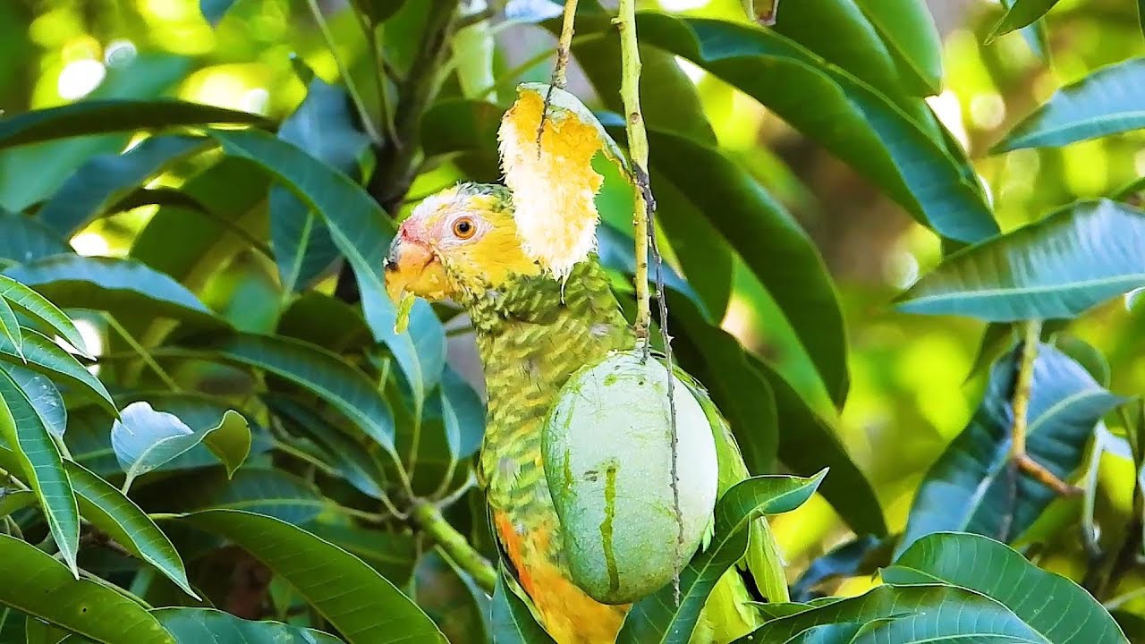 Parrot eating a tasty ripe mango, Alipiopsitta xanthops, Yellow-faced