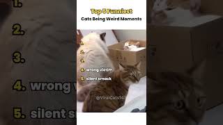 Top 5 Funniest Cats Being Weird Moments 😹