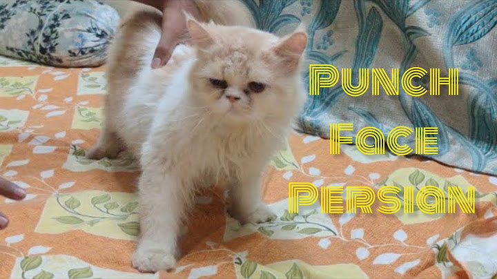 Video 3059891: punch face persian cat, doll face persian cat, face persian male cat, persian cat bicolour, pet farms