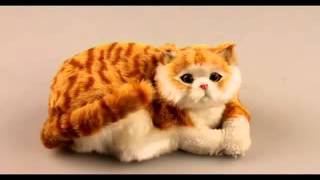 Кошка сибирская Кошка сибирская