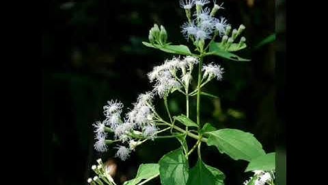 Cây cỏ lào kháng khuẩn, sat trùng, tiêu viêm, cầm máu