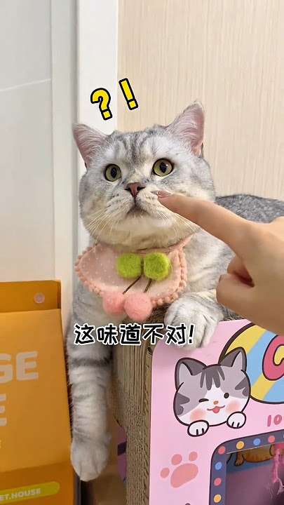 Milo cemburu😾Babu berusaha menyembunyikan bukti😂 #kucing #kucingmilo