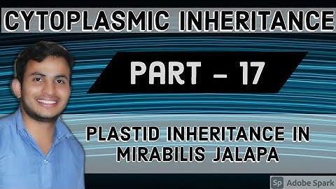 CYTOPLASMIC INHERITANCE  | CYTOGENE |  | PLASTID INHERITANCE IN MIRABILIS JALAPA  12TH BIO