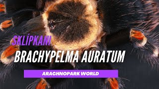 Brachypelma Auratum Sklípkan Plaménkový Zemní Sklípkan Popis Druhu - Arachnopark World