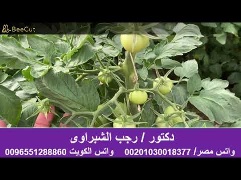 مخاطر النباتات المعدلة وراثيا والفرق بينها وبين أغذية فرنكنشتاين أف ون