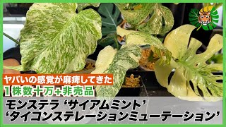 モンステラ】数十万円の超激レアサイアムミント(Siam Mint