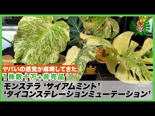 希少クワズイモ スーパーミューテーション 検索アロカシア