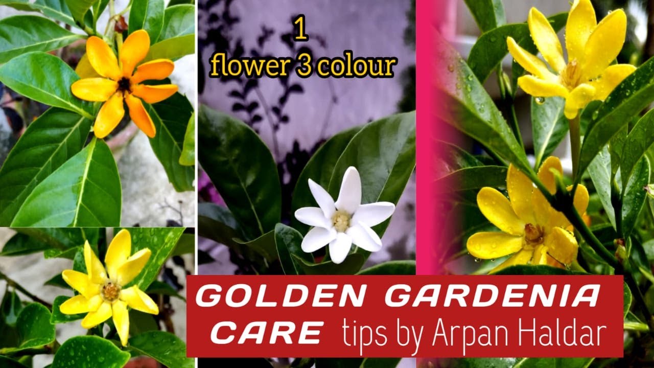 Golden Gardenia / Gandharaj Best Fragrant With Color Changing Flowers Plant  Care Tips. - YouTube