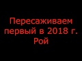 Пересаживаем пойманый рой. Первый рой в 2018 году.