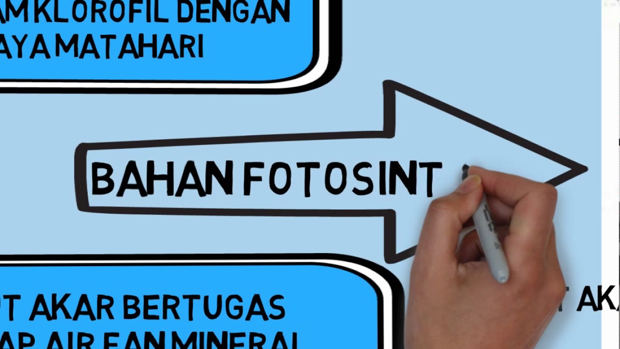 Animasi Pembelajaran Proses Fotosintesis YouTube