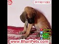 Good Quality Dane Dog Puppies Fawn Color Great Dane || Bhari Pets ||