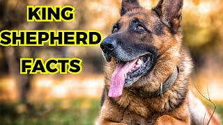 King shepherd - Top 10 Interesting facts by Jungle Junction 119 views 1 month ago 9 minutes, 39 seconds