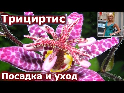 Video: Tricirtis