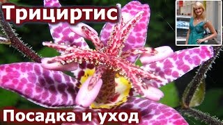 ТРИЦИРТИС. ПОСАДКА И УХОД