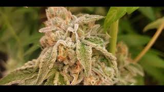 THAT FADE! DojoSeedCo Fem Update 11.23.21