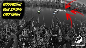 CARP RUN COMPILATION 2021! PART 8! EXTREME CARP RUN! (High Quality)