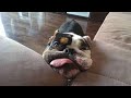 The CUTEST and FUNNIEST DOGS - You&#39;ll want more!