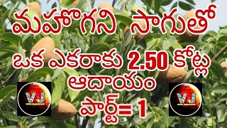 mahogani plantation in Telugu // mahogani cultivation // mahogani farming // mahogani plant's.//