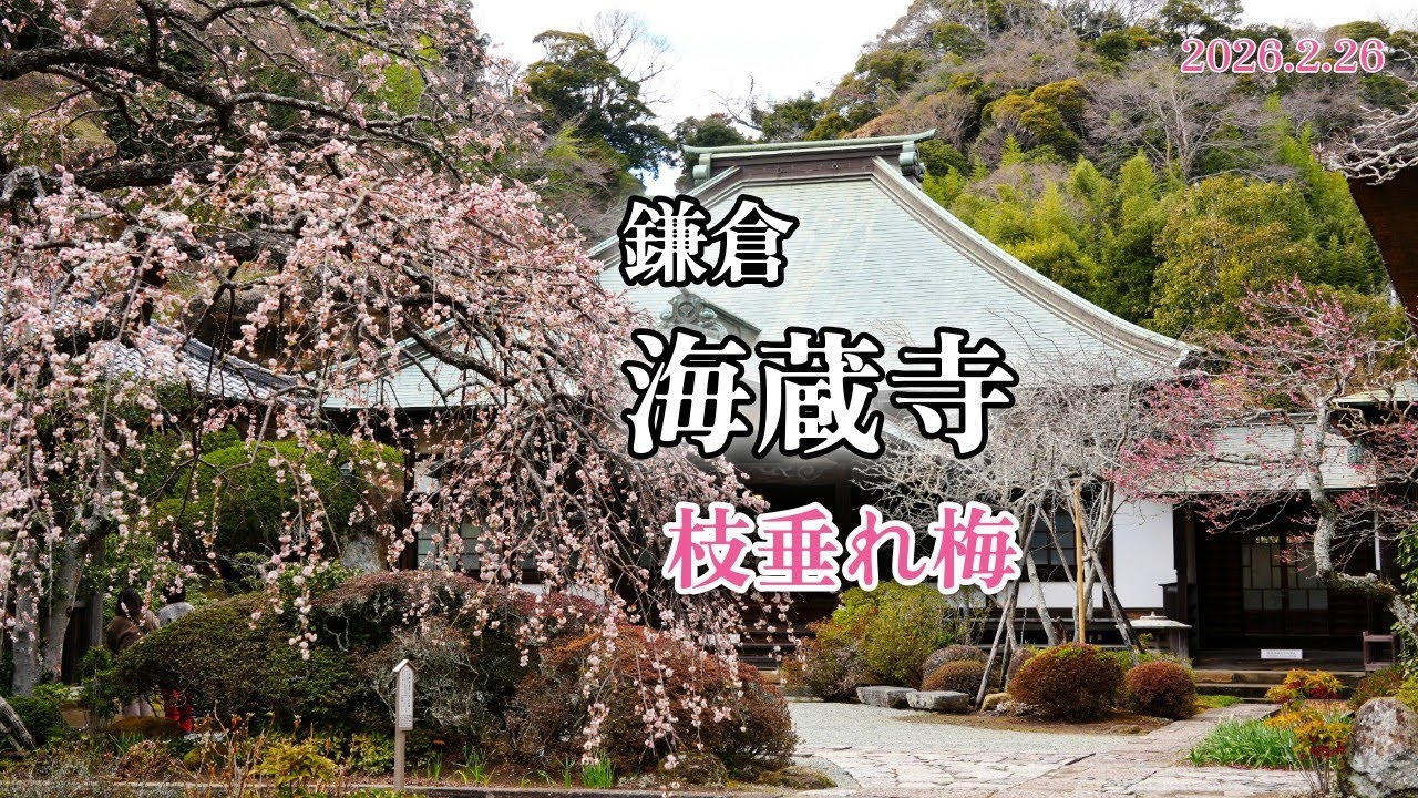 鎌倉 海蔵寺｜枝垂れ梅を見に、扇ガ谷の最奥にあるお寺に行ってきました。
