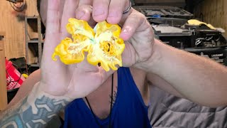 Peach Primotalii X Warthog double pod! From @HellFireFarms 