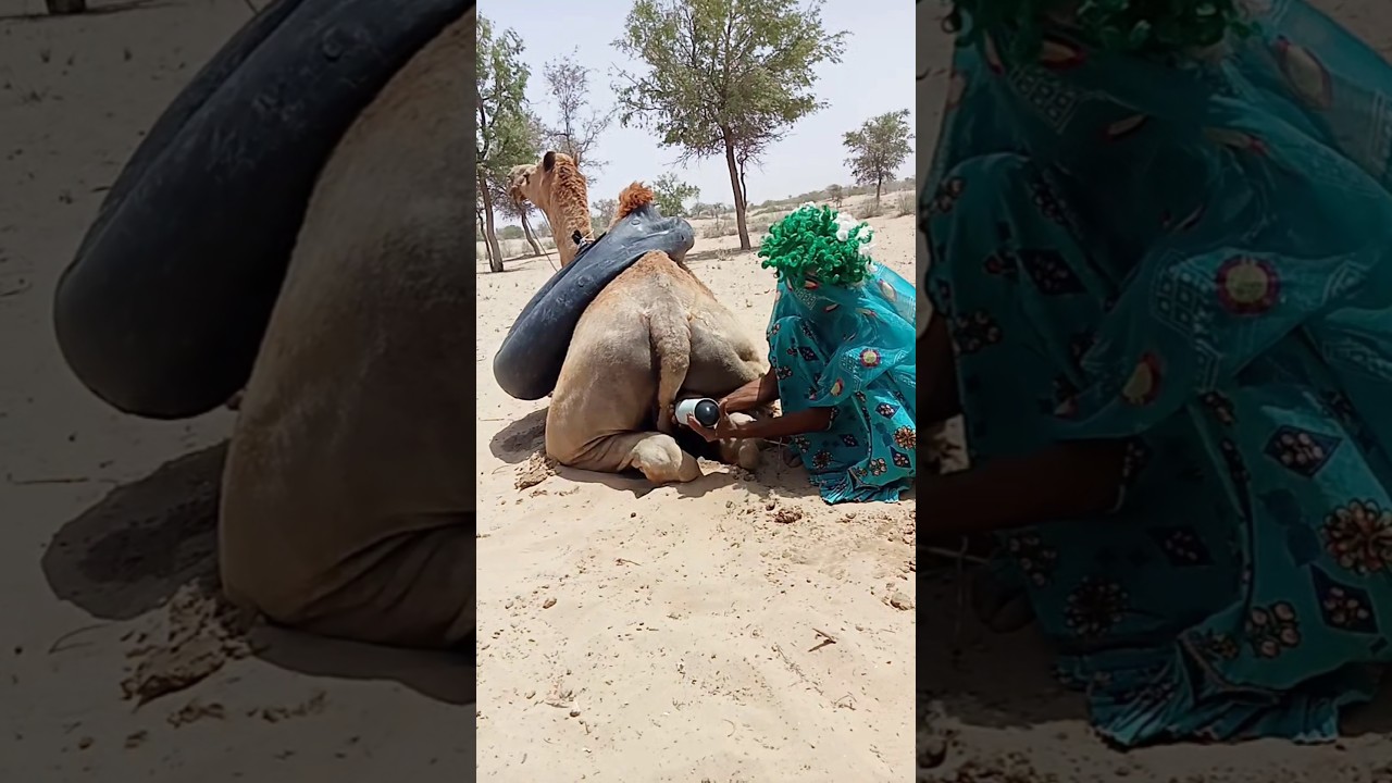محاولة غريبة لتهدئة جمل هائج بماء أسود في قلب الصحراء! 😱🐪
