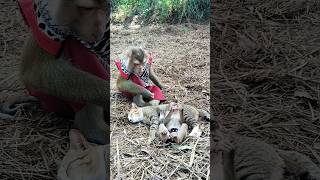 Great  Super Sokyaa And Sokhaa Very Adorable U0026 Harmony Animals Around The World shorts