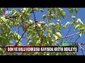 Kayısıda çağla dönemi