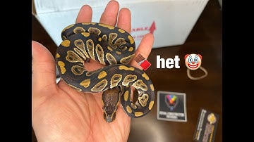 Black Friday Ball Python unboxing from @TheRoyalConstrictor