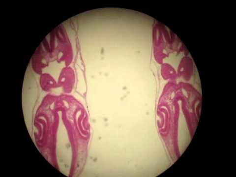 48 hour chick embryo serial cross section