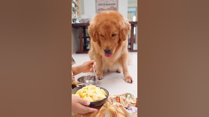 Not a single move is wasted😂在乞讨这件事上，没有一个动作时多余的 #dog #pets #goldenretriever  #funny
