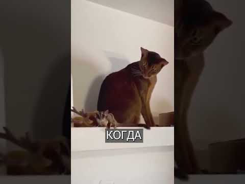 Кот в ШОКЕ от белки-летяги