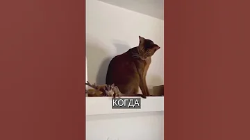 Кот в ШОКЕ от белки-летяги