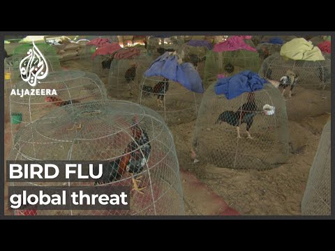 Global poultry industry on high alert after bird flu outbreaks