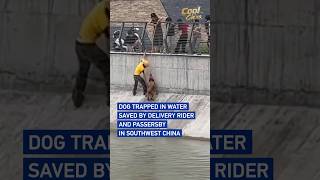 Dog trapped in water saved by delivery rider and passersby in southwest China #CoolChina