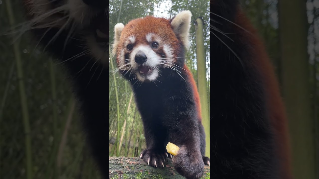 Red Panda Noms - YouTube