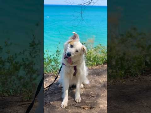 She S Got Wabi Sabi Shorts