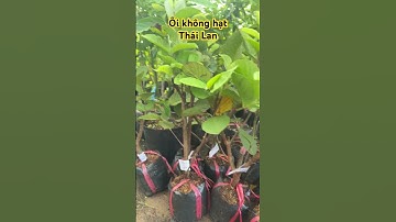 Caay ổi không hạt Thái Lan #ngocnganbentre #0386569374 #shortvideo #nhanong #fruit #oikhonghat