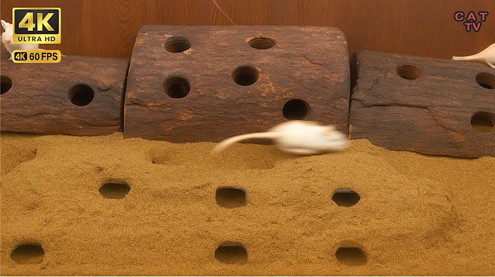 Cat TV for cats to watch mouse playing ,climbing and hide & seek game 4k UHD 3 hours