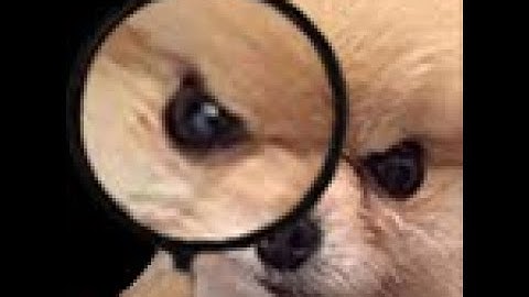 [3.12] My Thoughts on Duped Blueprints vs Alch&Go Blueprints.  Which one is right for you?