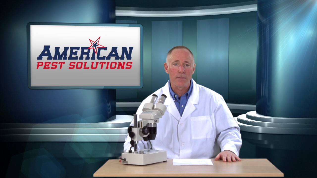 Pestguard from American Pest Solutions YouTube