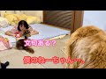 大好きな姉を妹犬に取られると、この世の終わりのように落ち込む大型犬クッキー【ゴールデンレトリバーとミニチュアダックスフンド】