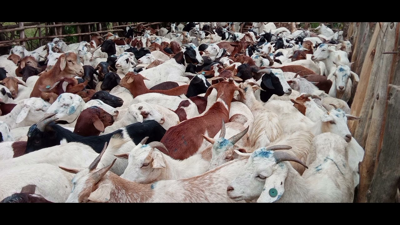 Enyimba za lubaale ensufu