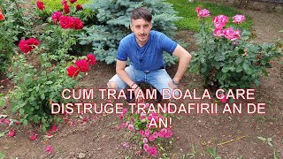 Cum Tratam Boala Care Distruge Trandafirii An De An