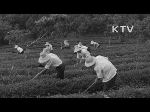 대한뉴스 제 684호-내고장 소식